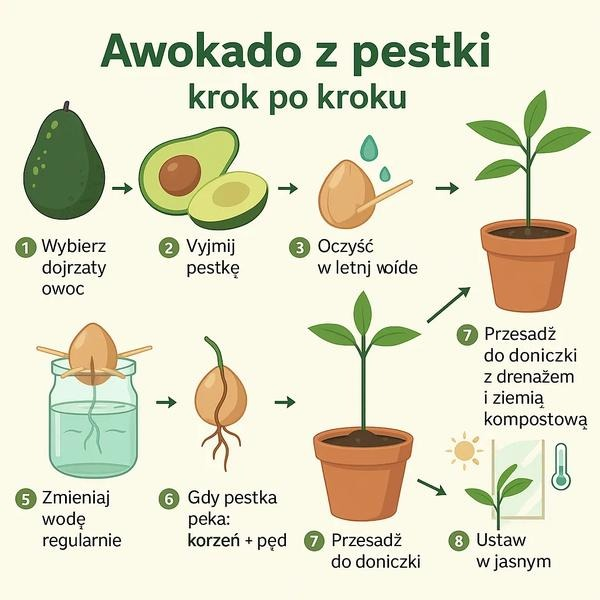 Awokado z pestki – jak wyhodować roślinę w domu?