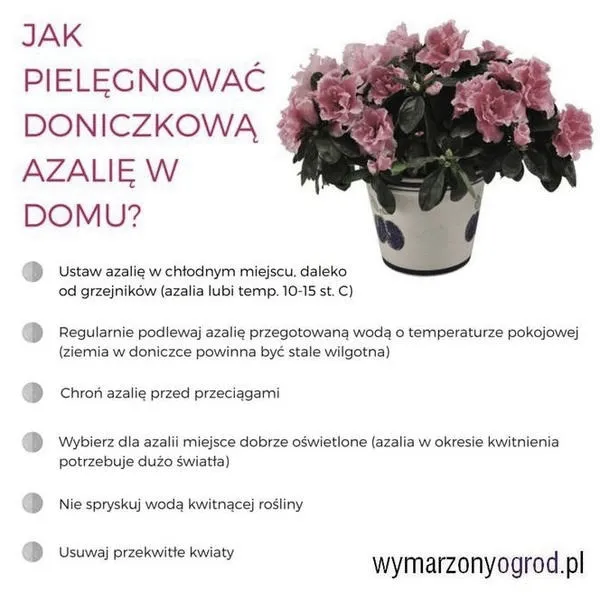 Azalia doniczkowa: dlaczego choruje i jak ją uratować
