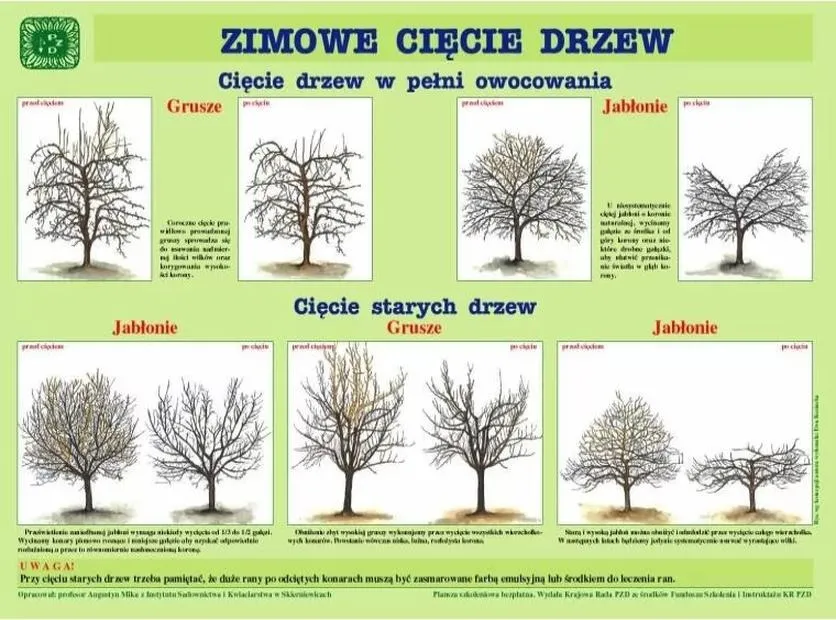 Cięcie drzew owocowych: kiedy i jak poprawić plonowanie?