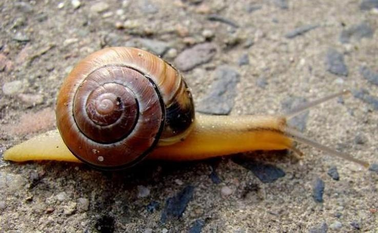 Domowe sposoby na ślimaki – skuteczna ochrona ogrodu bez chemii
