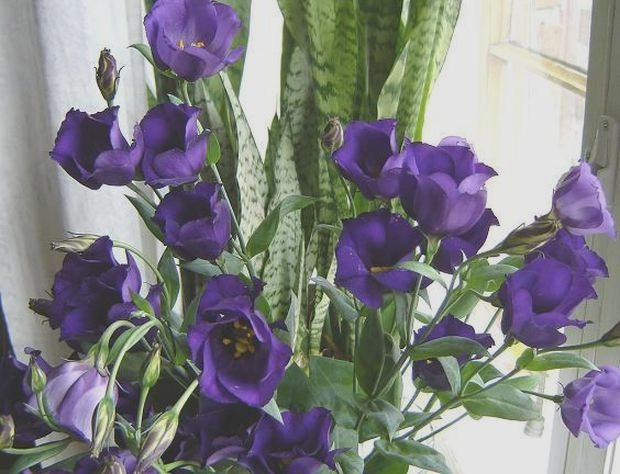 Eustoma w doniczce – jak podlewać i pielęgnować, by długo kwitła?