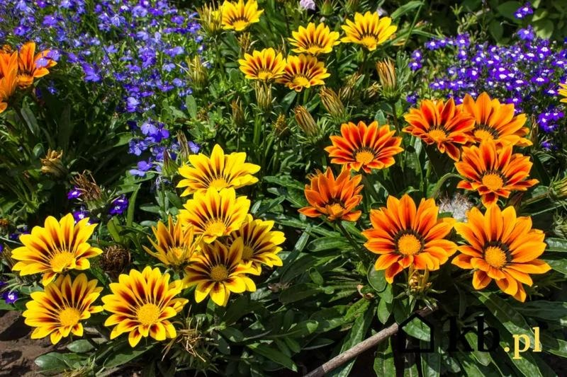 Gazania błyszcząca – uprawa i podlewanie, które zapewnią kwitnienie przez całe lato