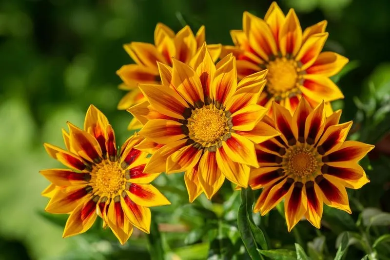 Gazania — wieloletnia uprawa: jak zimować i pielęgnować w Polsce
