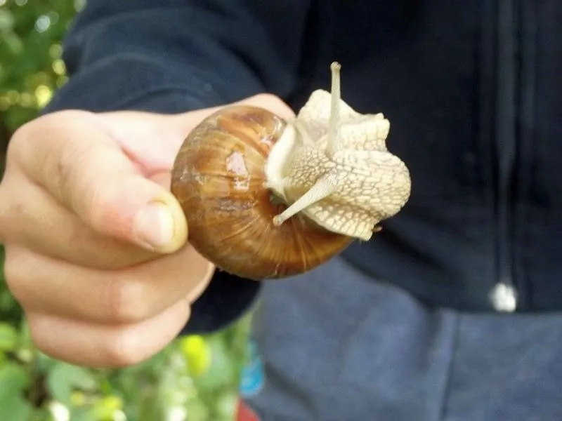 Ile ślimaków winniczków waży kilogram? Liczba, prawo i zysk ze zbioru