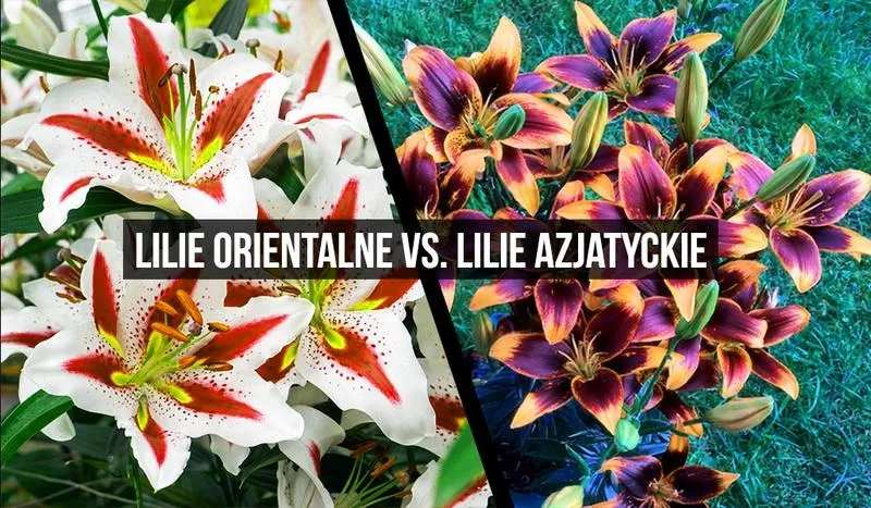 Jak głęboko sadzić lilie? Oto złota zasada i kluczowe wyjątki, które musisz znać