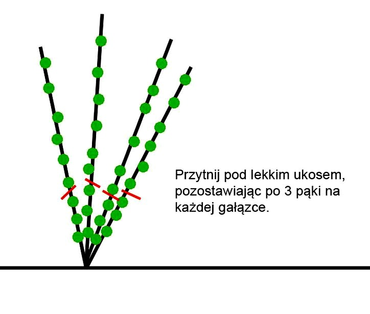 Jak przycinać porzeczki, by wzmocnić krzewy i zwiększyć plony