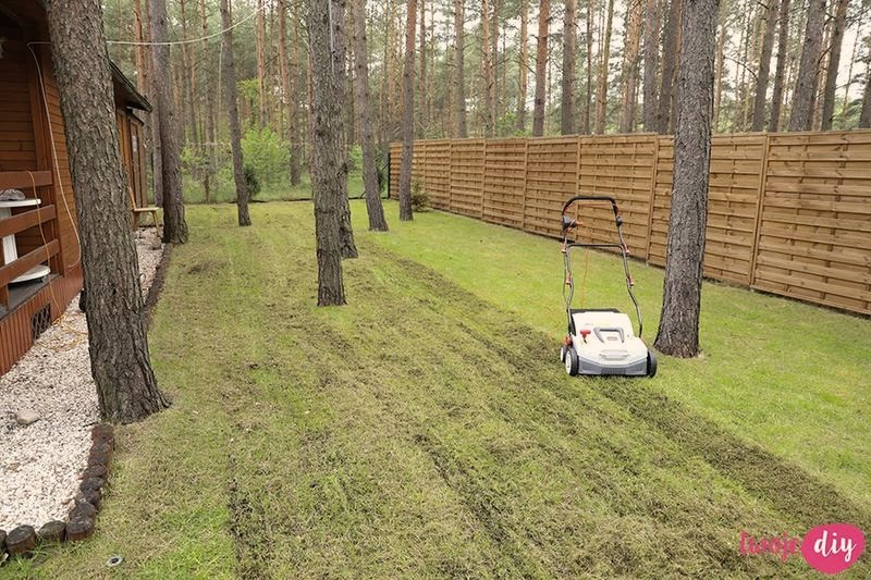 Jak spulchnić trawnik? Prosty sposób na gęstą i zdrową murawę