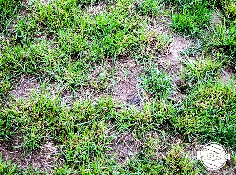 Kępy trawy na trawniku? Jak przywrócić gęstą i równą murawę