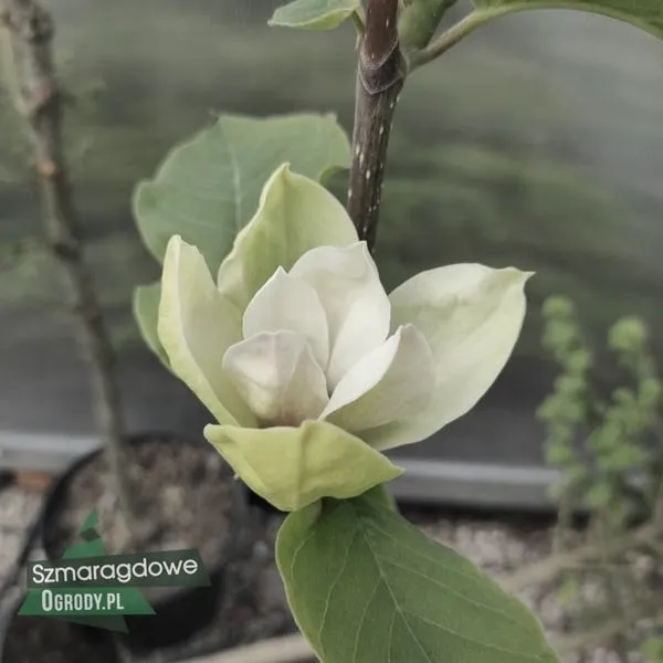 Magnolia: kiedy sadzić i jak ją pielęgnować, by obficie kwitła?