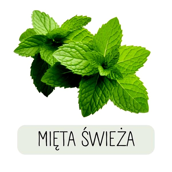 Mięta – właściwości, uprawa i zastosowanie zioła