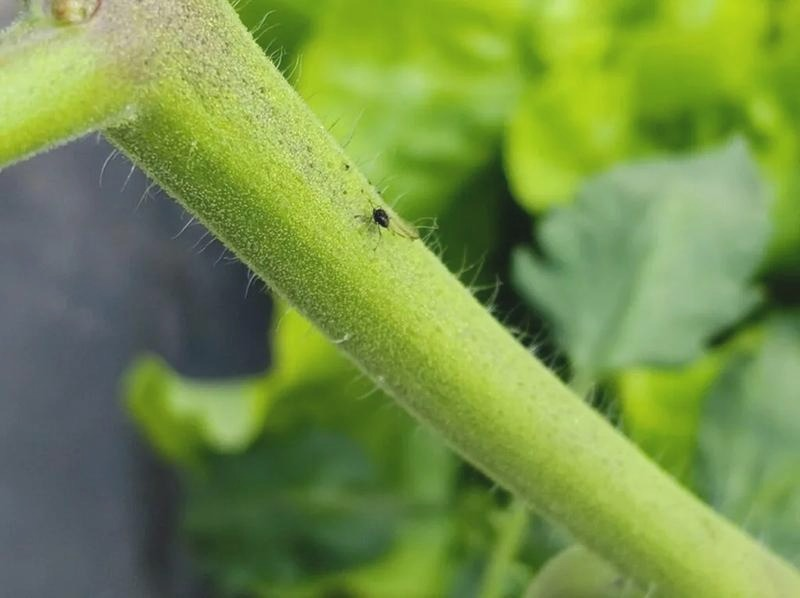Mszyca na pomidorach – skuteczne sposoby zwalczania i zapobiegania nawrotom