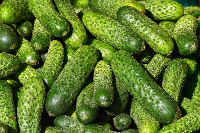 Ogórki gruntowe: uprawa i kiszenie krok po kroku, czyli sekret chrupkości