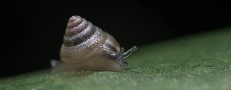 Plaga ślimaków w akwarium? Skuteczne sposoby na szybkie ograniczenie populacji