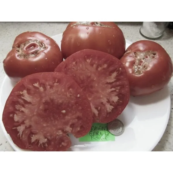 Pomidor Marmande - Odkryj, dlaczego ten francuski klasyk zachwyca smakoszy