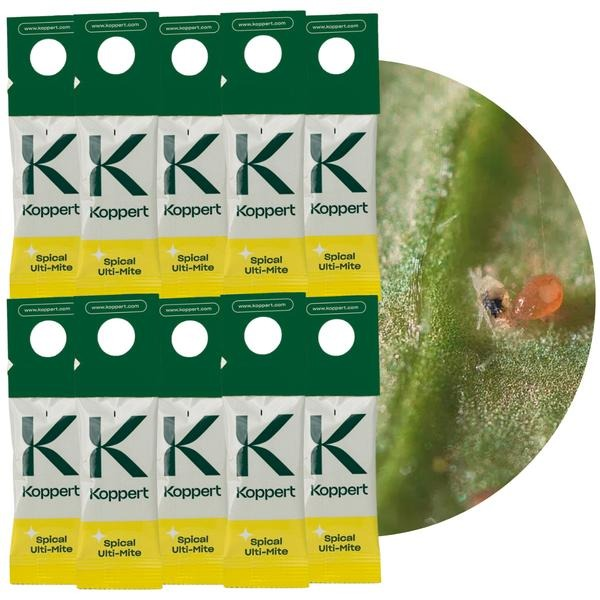 Przędziorki nie odpuszczają? Dobroczynek kalifornijski jako naturalne wsparcie