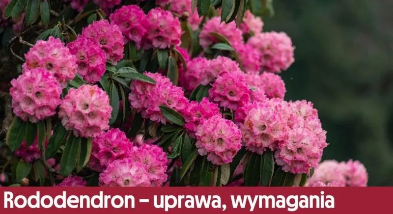 Rododendron w donicy – jak skutecznie uprawiać i zimować krok po kroku