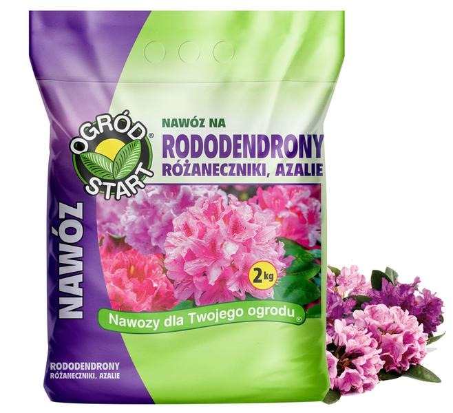 Rododendrony – odmiany do ogrodu: wybierz krzew idealny dla siebie