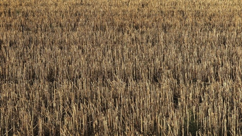 Roundup dawkowanie – ile na litr wody? Precyzyjne proporcje bez błędów