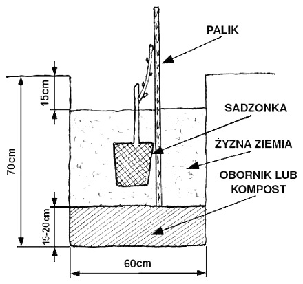 Sadzenie winogron krok po kroku – termin, miejsce i pierwsze plony