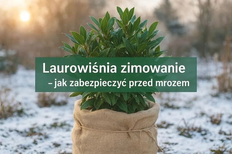 Sprawdzone metody rozmnażania laurowiśni, które stworzą gęsty żywopłot