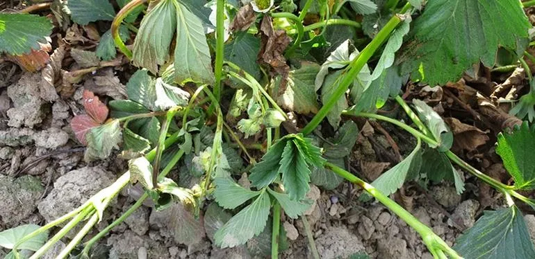 Antraknoza truskawki
