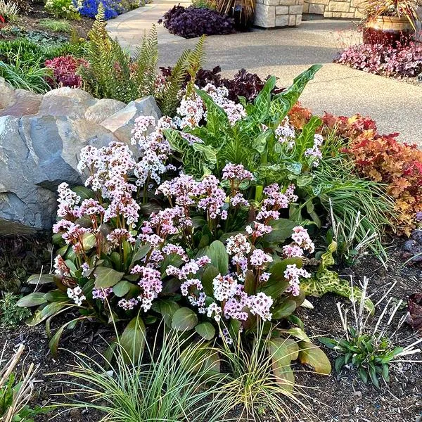 Bergenia sercowata
