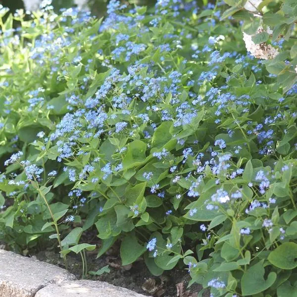 Brunera wielkolistna