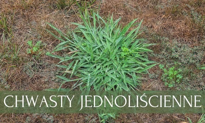 Chwasty jednoliścienne
