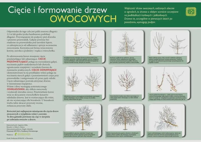 Cięcie drzew owocowych