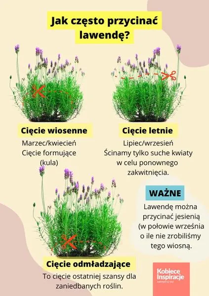 Cięcie lawendy