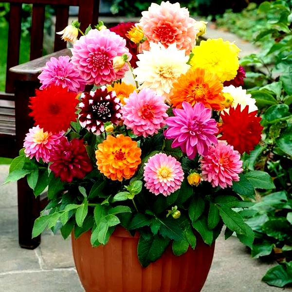 Dalia w donicy