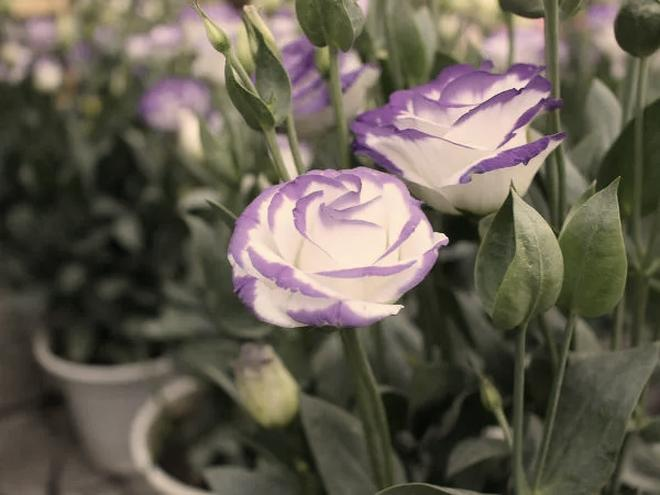 Eustoma w doniczce