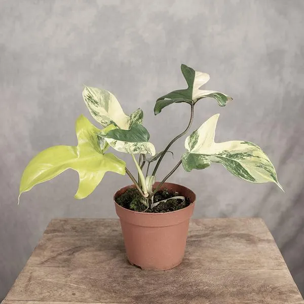 Filodendron odmiany
