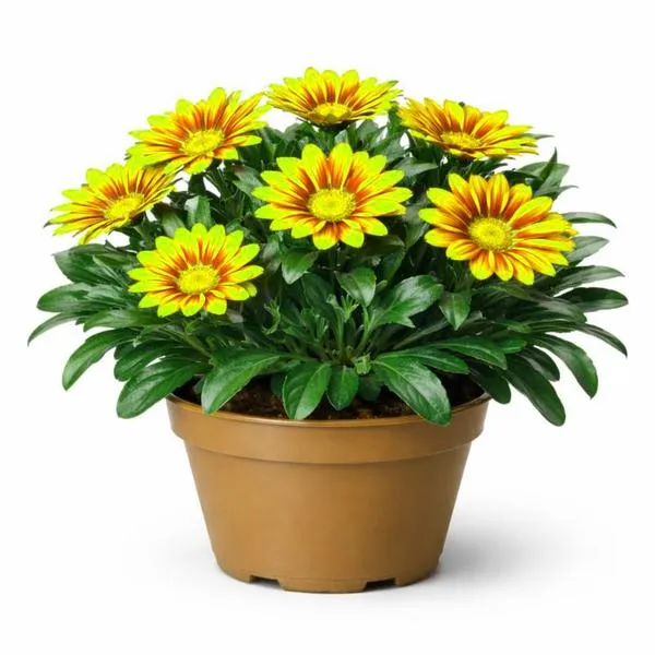 Gazania w doniczce