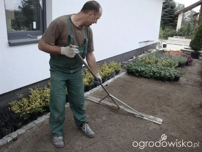 Gęsta trawa latem