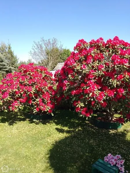 Gleba dla rododendronów