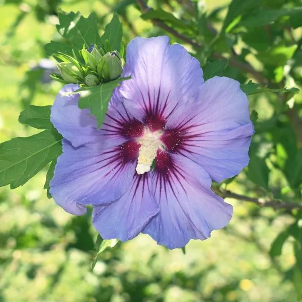 Hibiskus w kuchni