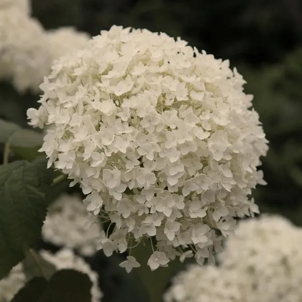 Hortensja Annabelle