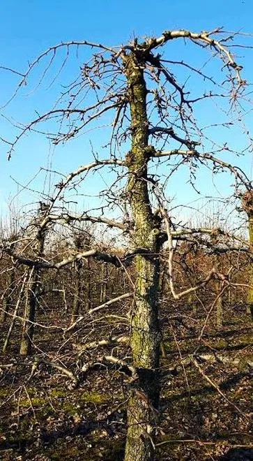 Kiedy przycinać grusze