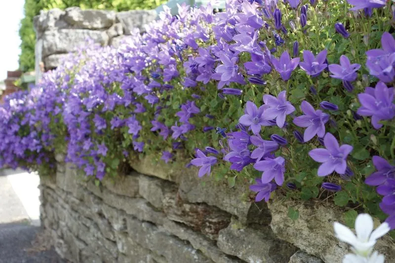 Kwiaty na balkon