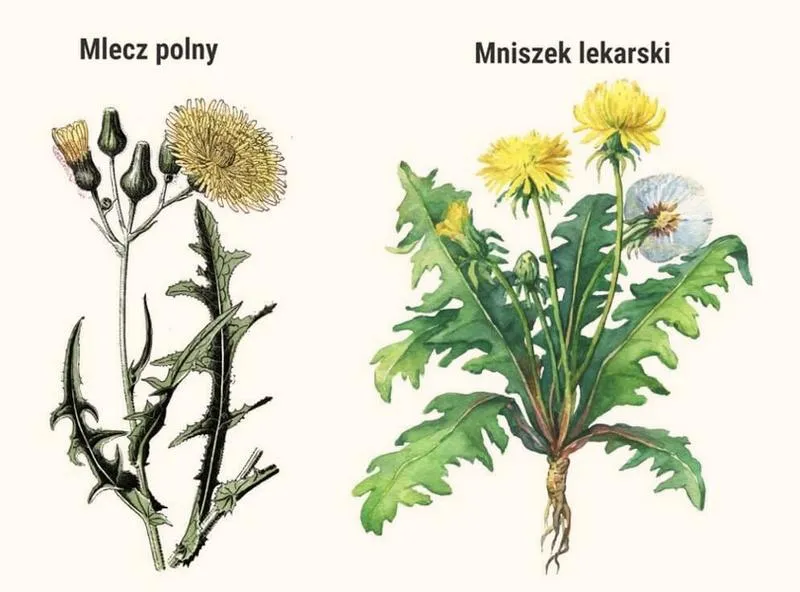 Mniszek lekarski