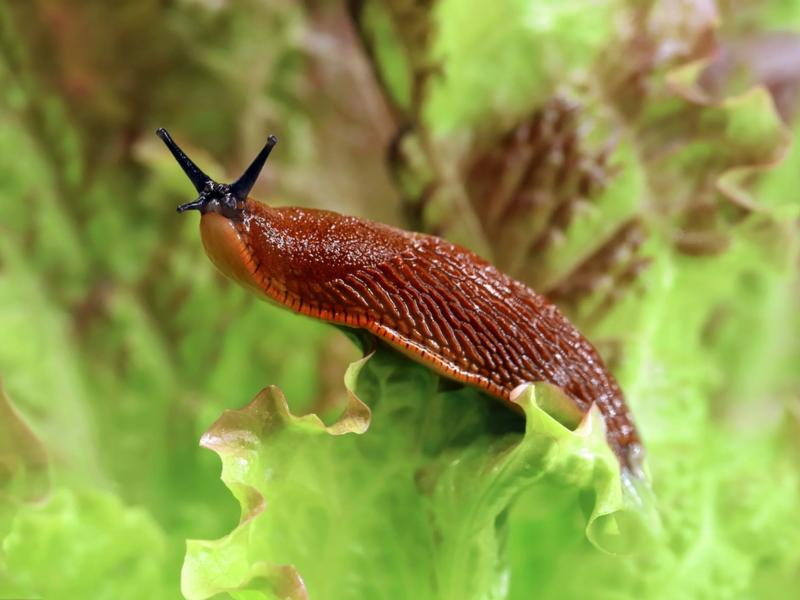 Naturalna ochrona ogrodu
