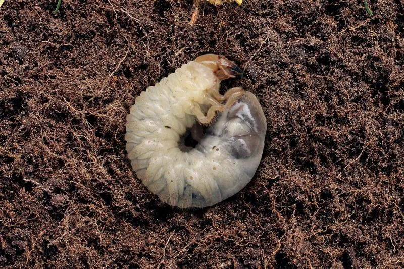 Naturalne wrogowie pędraków
