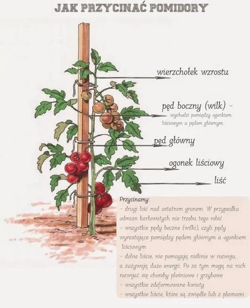 Nawożenie pomidorów