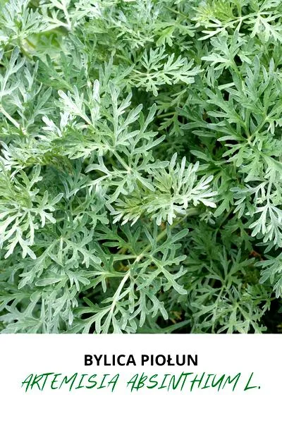 Ochrona ogrodu