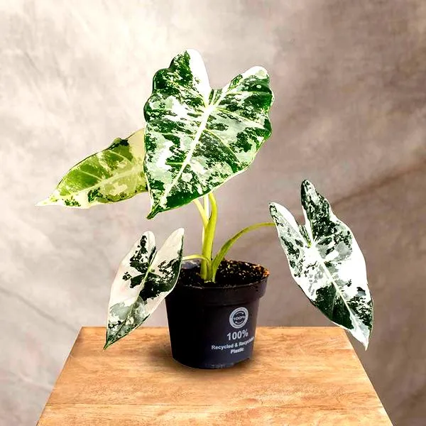 Odmiany alokazji