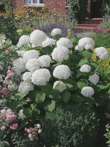 Odmiany hortensji