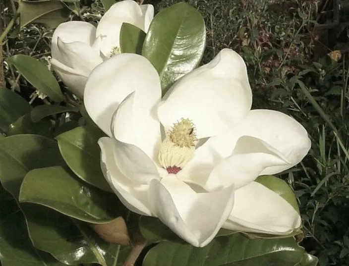 Odmiany magnolii