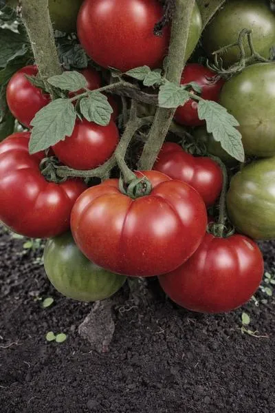 Odmiany pomidorów heirloom