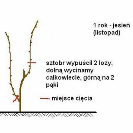 Odmiany winogron w Polsce